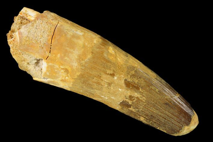 Bargain, Spinosaurus Tooth - Kem Kem Beds #160017